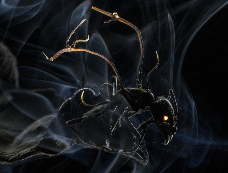 I nagroda w kategorii “Nature”. Zdjęcia pojedyncze.

Penetracja egzoszkieletu mrówki przez zarodniki grzybów.

Fot. Anand Varma, USA, National Geographic